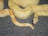 stripelinemale